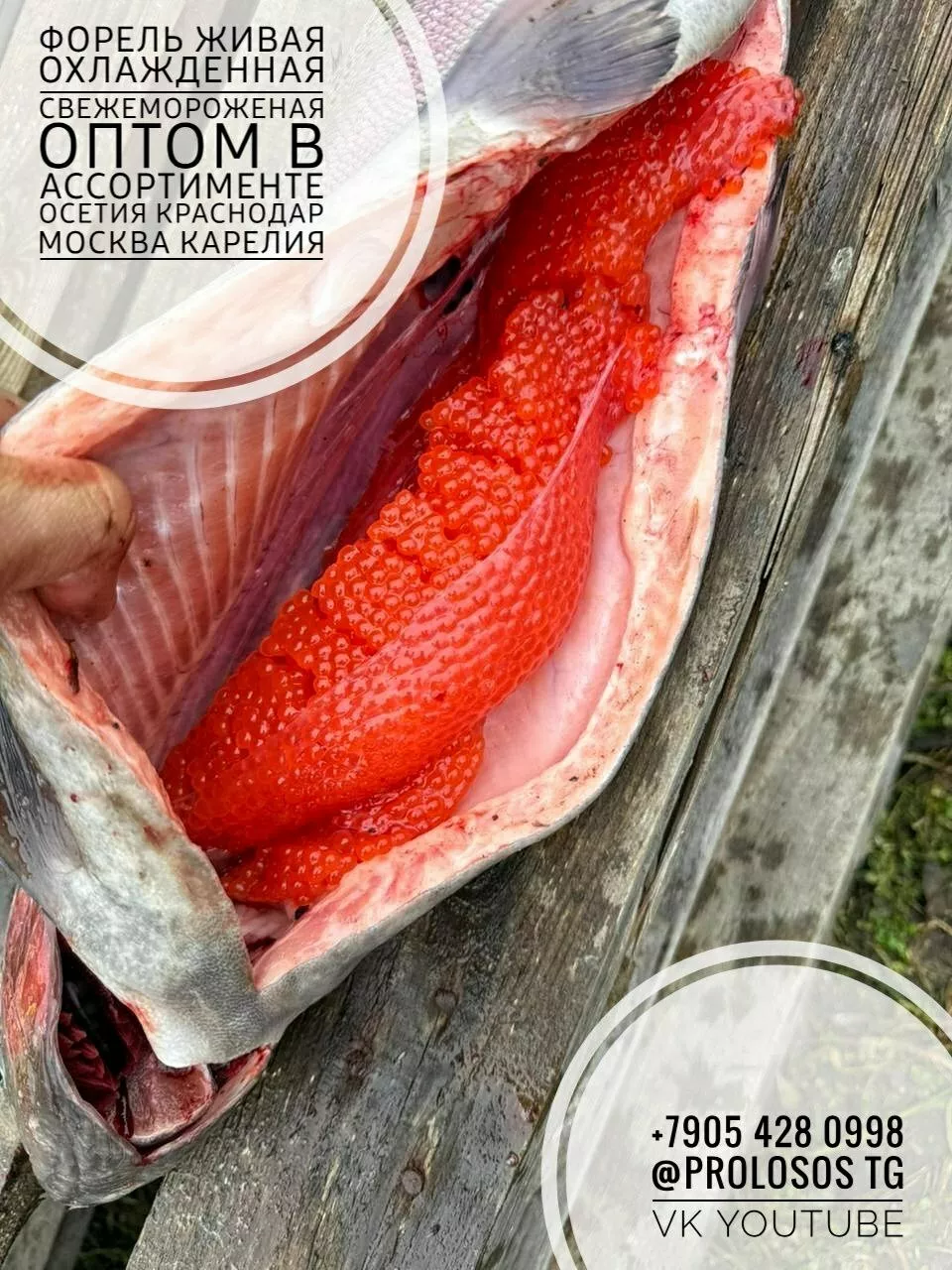 Фотография продукта Живая форель икряная в краснодаре 