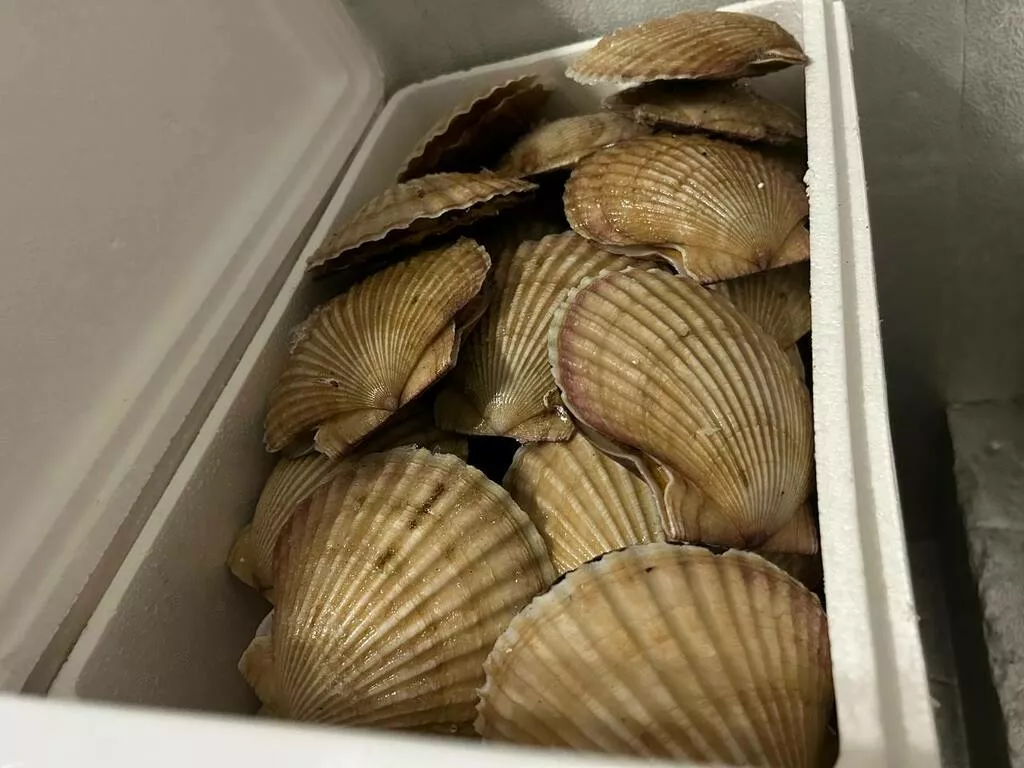 Фотография продукта Гребешок приморский живой в ракушке