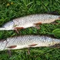 щука травянка 100... гр и 300-1 кг в Астрахани и Астраханской области 4