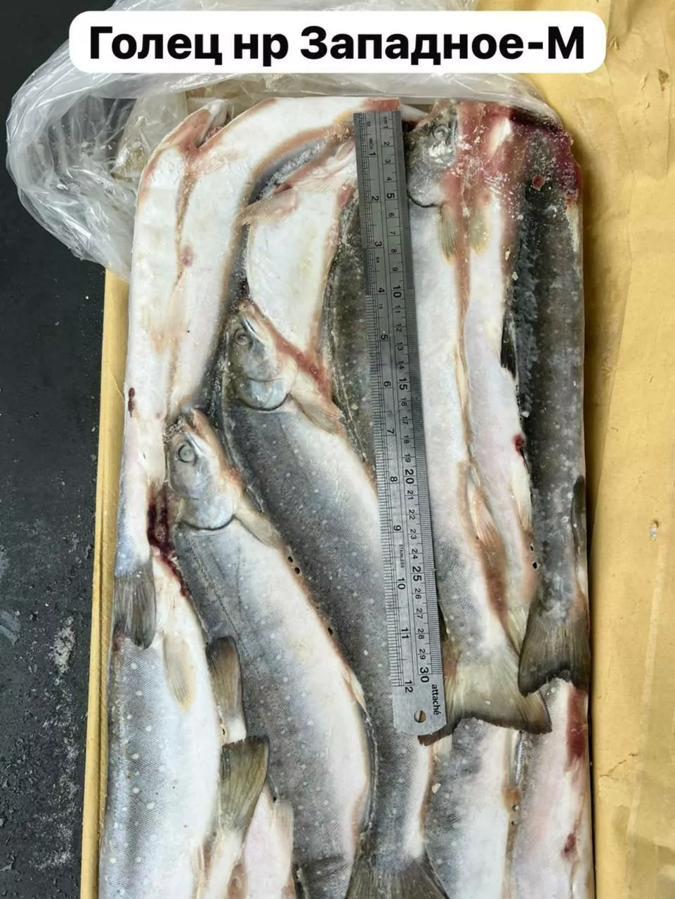 Фотография продукта Голец нр 30см 