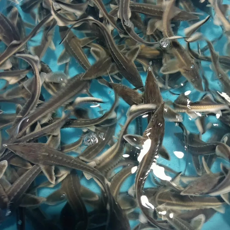 фотография продукта Личинка молодь малек живая икра