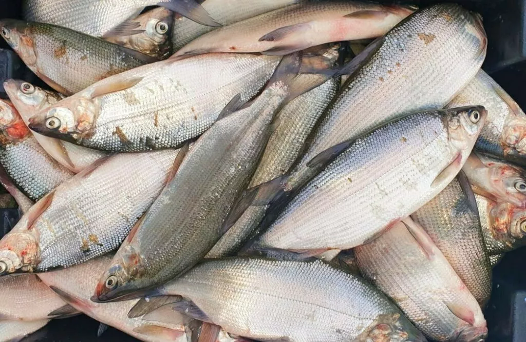 фотография продукта Сырок крупный с/м