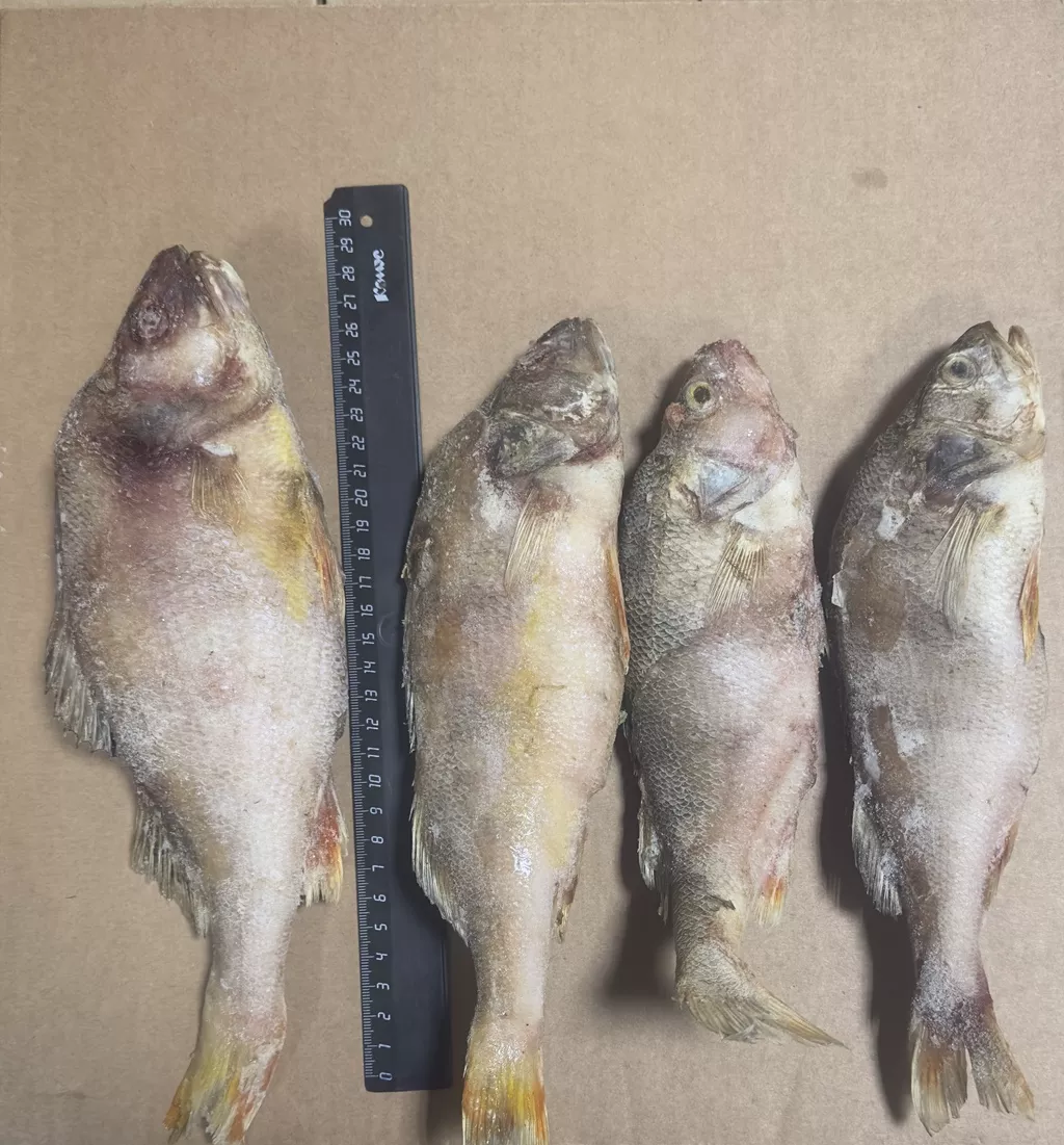 фотография продукта Окунь с/м н/р 250... гр