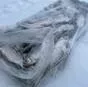 пелядь мороженая в Новосибирске и Новосибирской области 4
