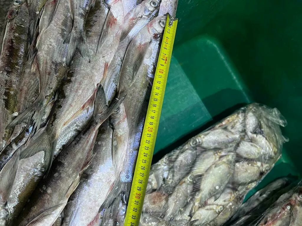 фотография продукта  чехонь 