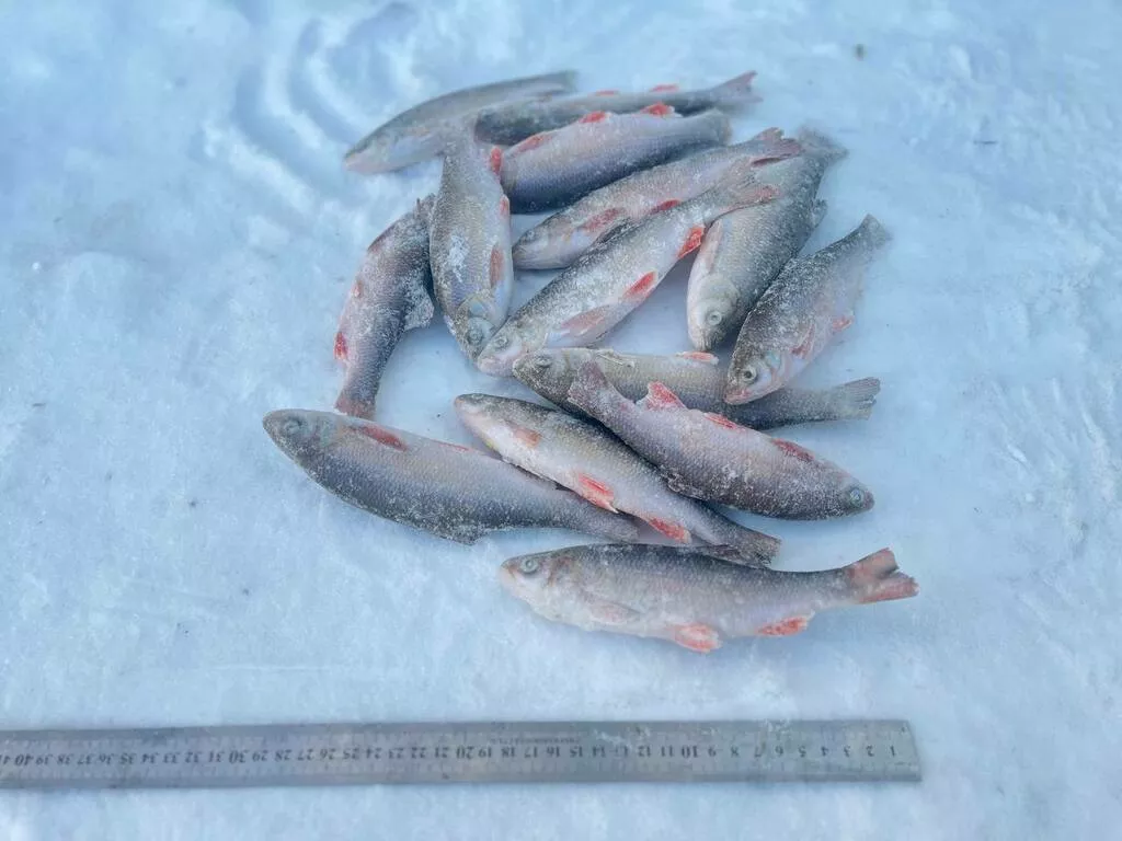 фотография продукта Елец с/м