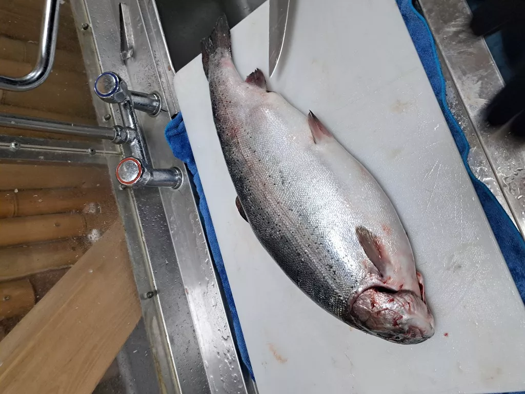 Фотография продукта Форель алания охлажденная