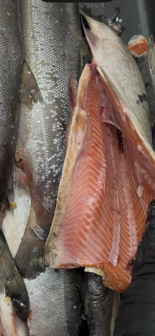 фотография продукта Кета пбг