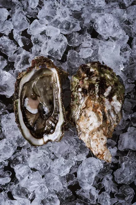 фотография продукта Устрица хасанская