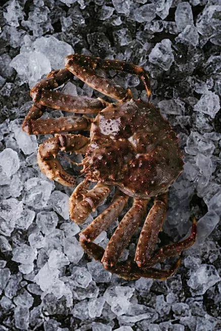фотография продукта Краб камчатский живой