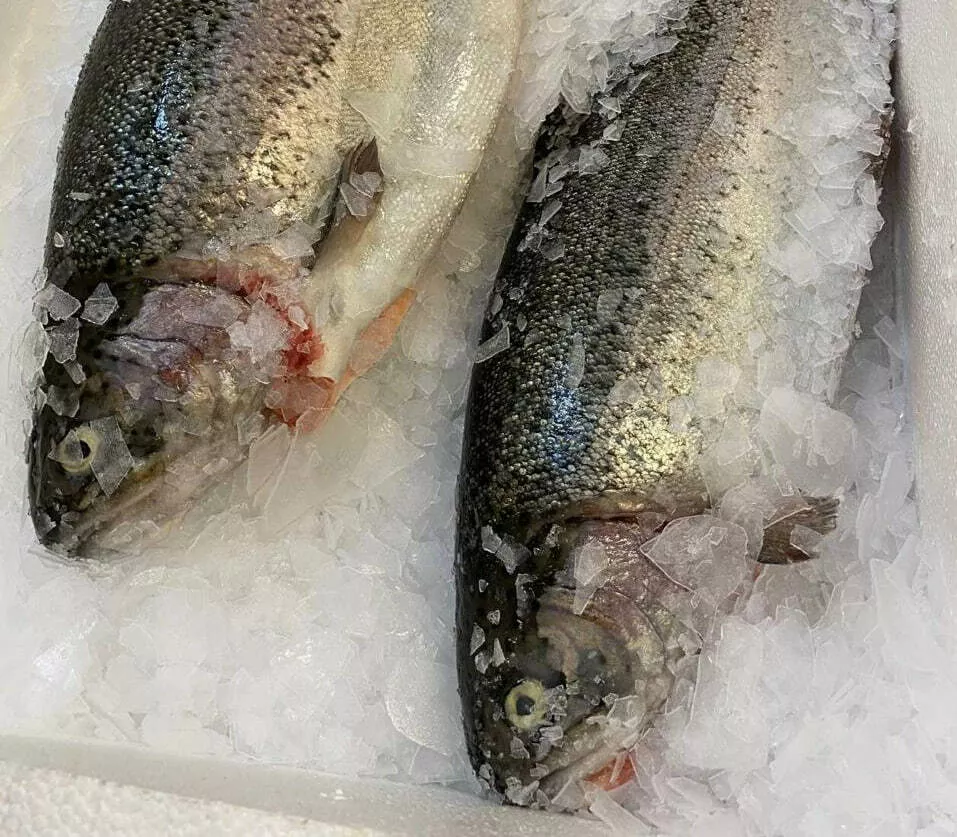 фотография продукта Форель алания, турция,  армения 