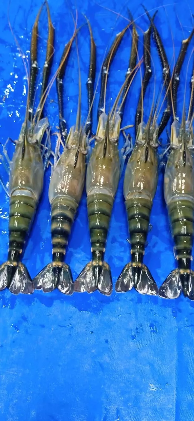 фотография продукта Креветк