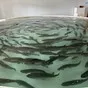 живая форель крупным оптом в Краснодаре и Краснодарском крае 4