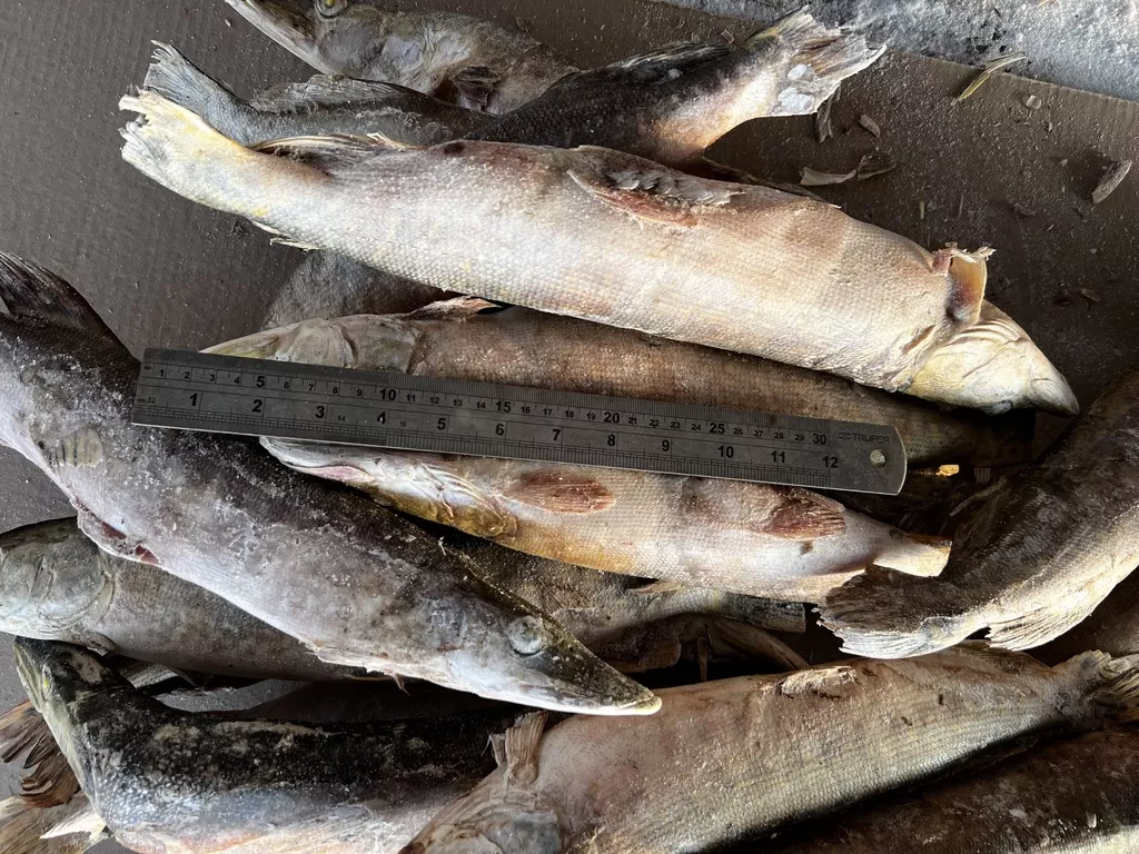 фотография продукта Щуку свежемороженую .