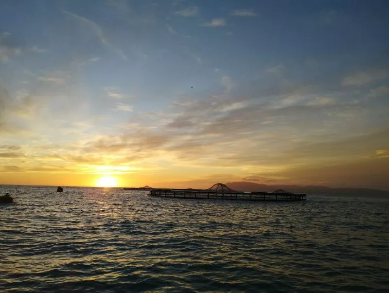 Фотография продукта Форель аквакультура