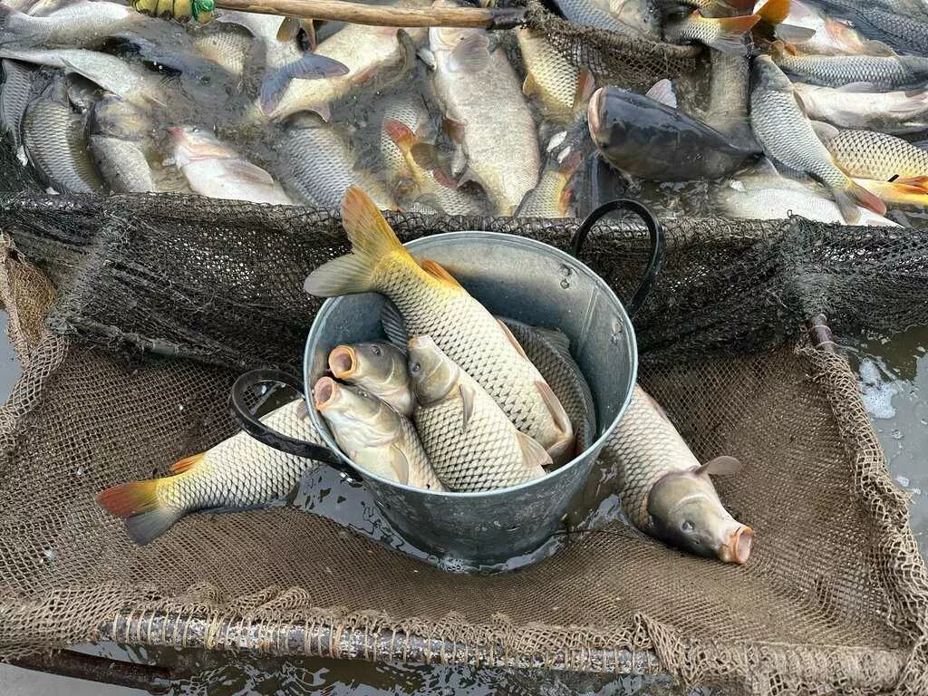 Фотография продукта  живая рыба карп