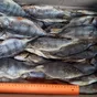 вяленая рыба оптом. в Москве и Московской области 6