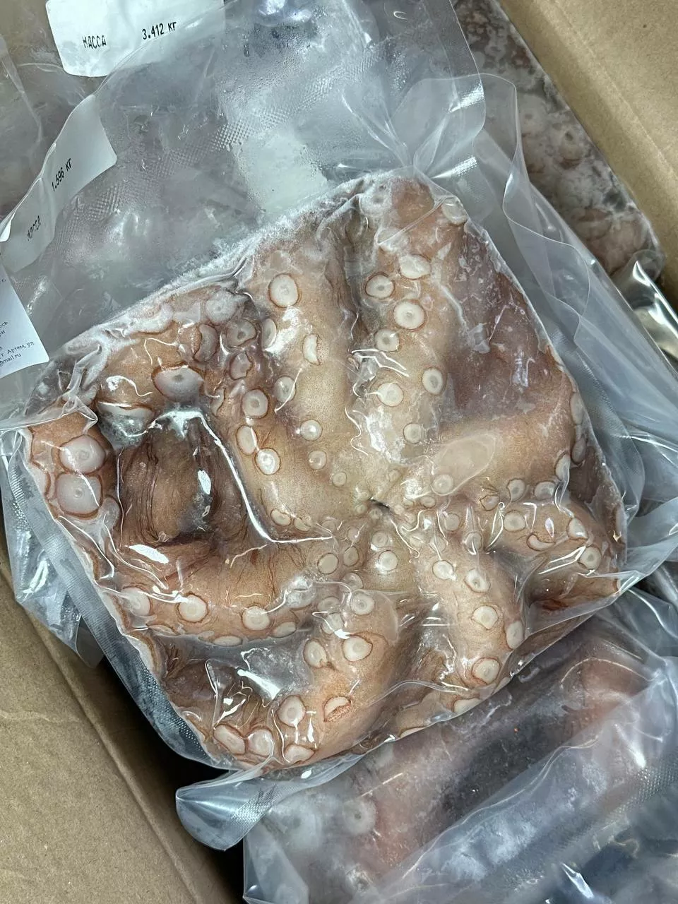 фотография продукта Осьминог песчаный целый с/м (2-3 кг)