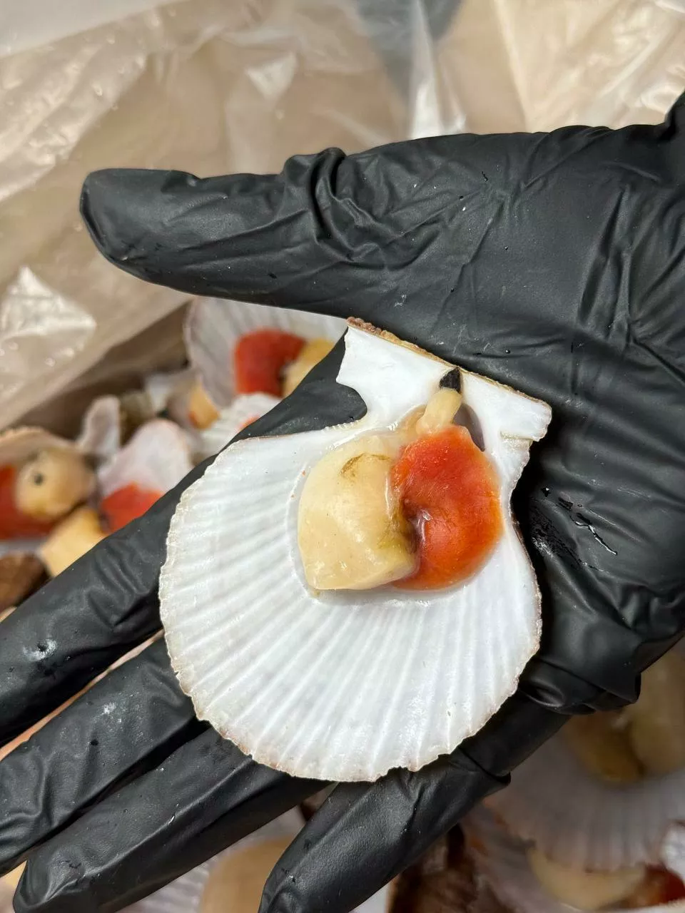 фотография продукта Гребешок на створке 5-7 см с гонадой