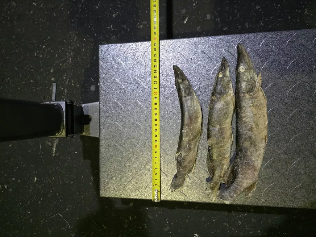 фотография продукта Щука янао 200г-300г