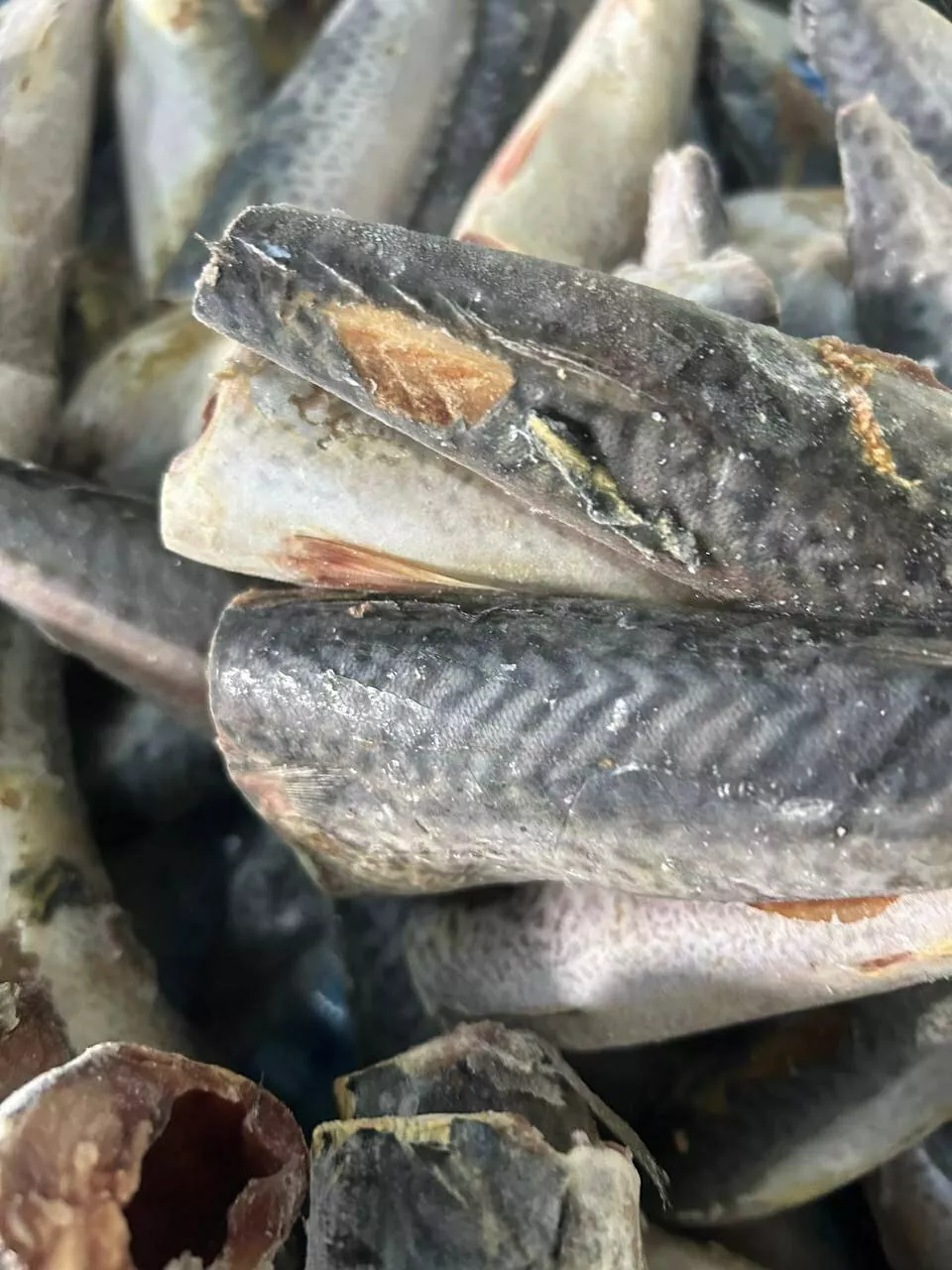 фотография продукта Скумбрия тушка