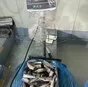 скумбрия тушка в Новосибирске и Новосибирской области 4