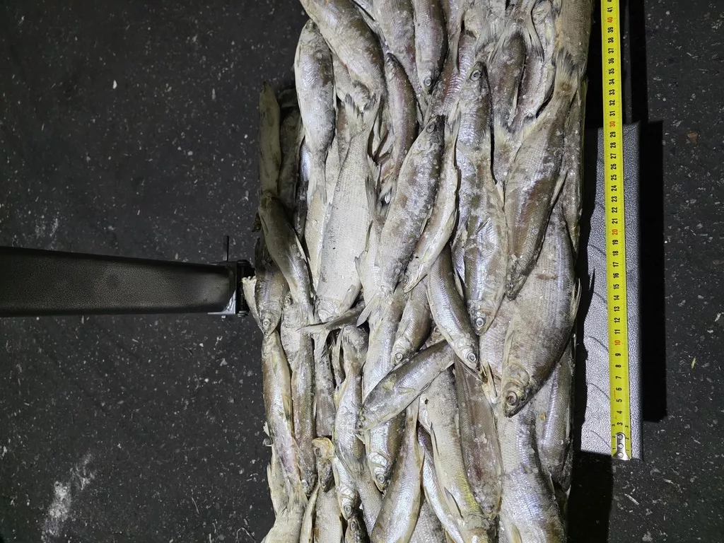 фотография продукта Сырок прилов 150г-250г