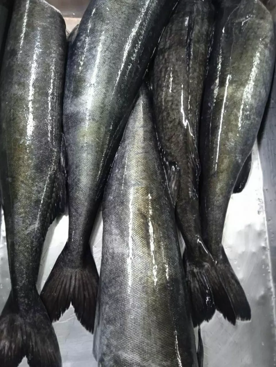 фотография продукта Угольная рыба