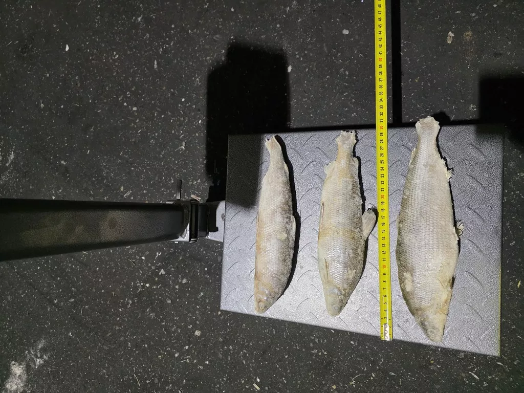 фотография продукта Сырок янао 250г в плюсе