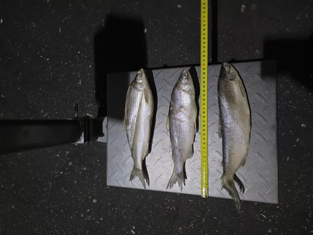 фотография продукта Пелядь из янао 150г-200г