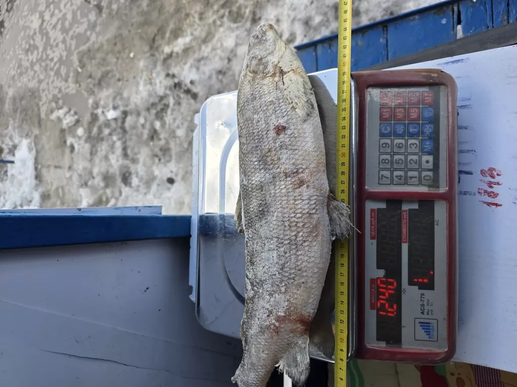 фотография продукта Чир/щекур 1000г в плюсе из янао