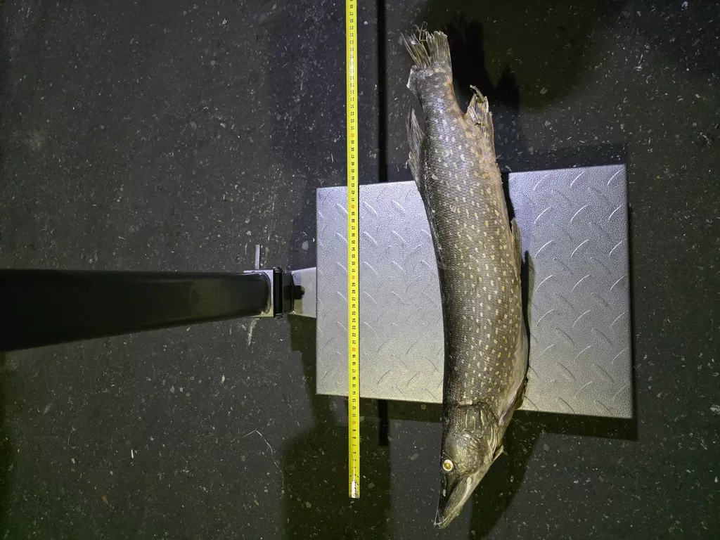 фотография продукта Щука 1500г в плюсе янао