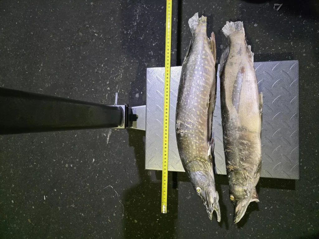 фотография продукта Щука 1000г-1500г из янао