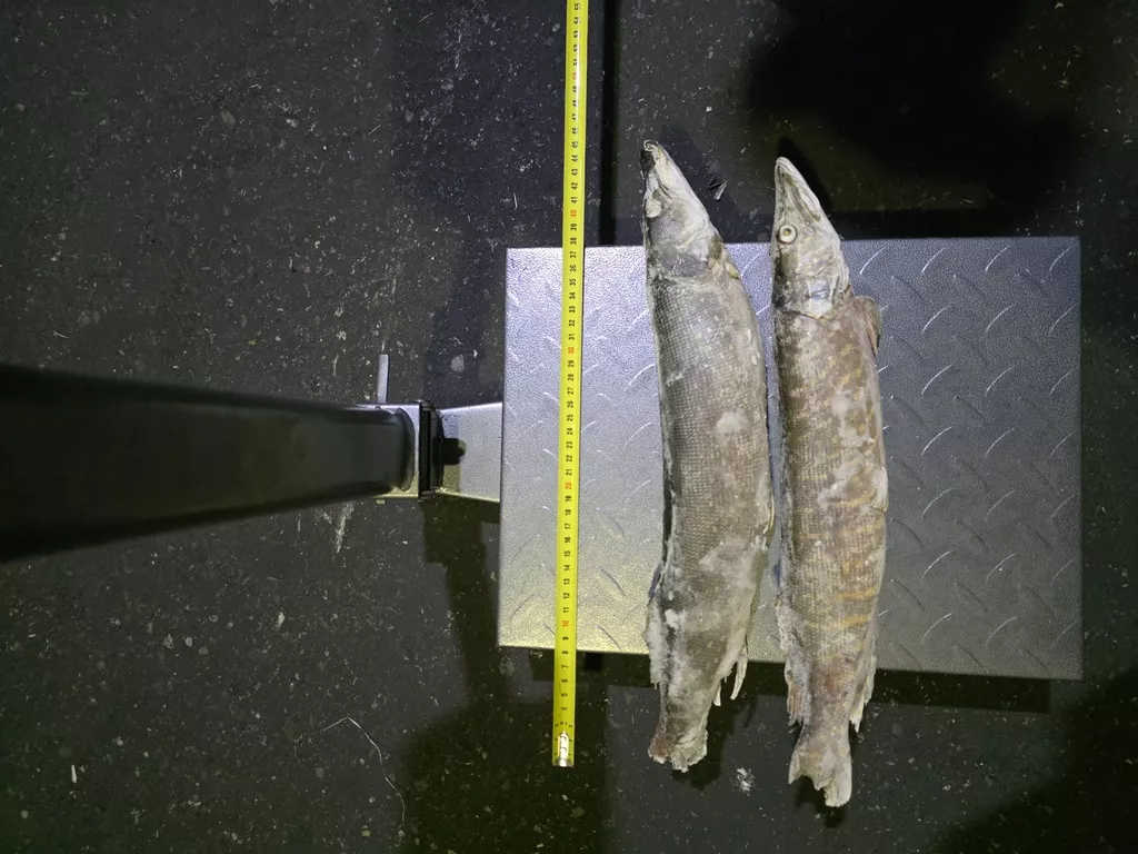 фотография продукта Щука с/м 500г-1000г из янао