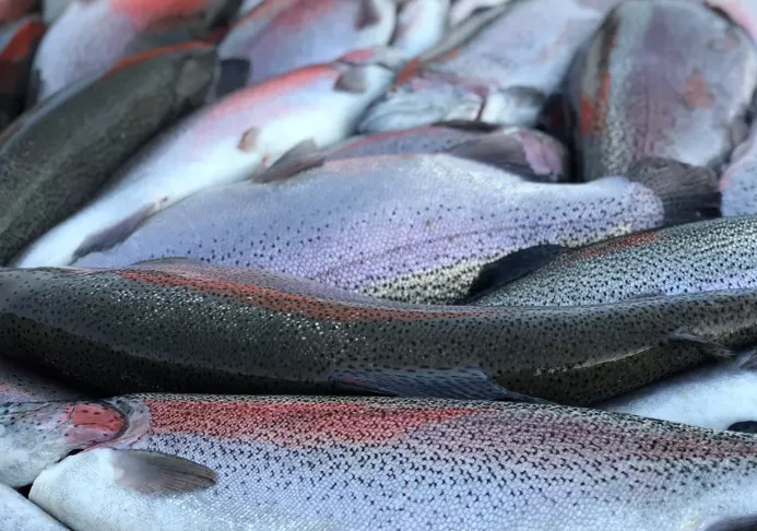 фотография продукта Товарная форель