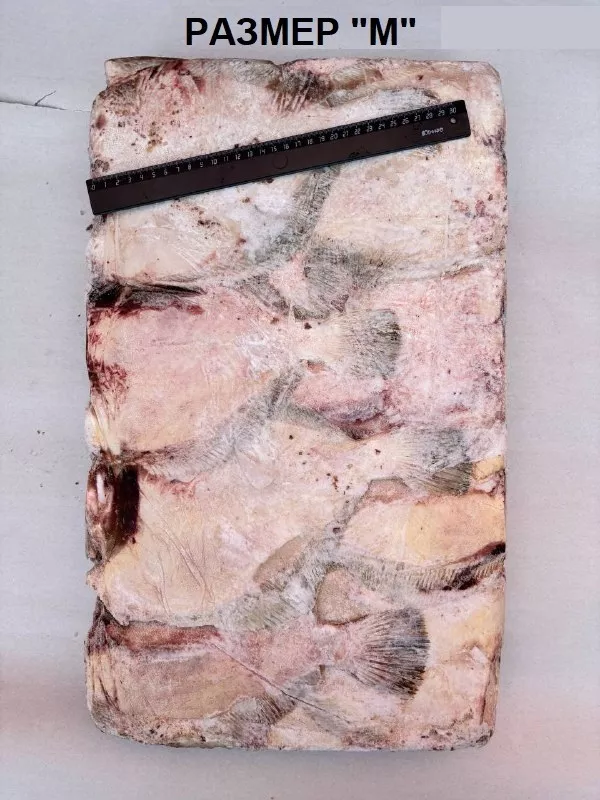 фотография продукта Камбала белобрюхая икорность 100% 4 разм