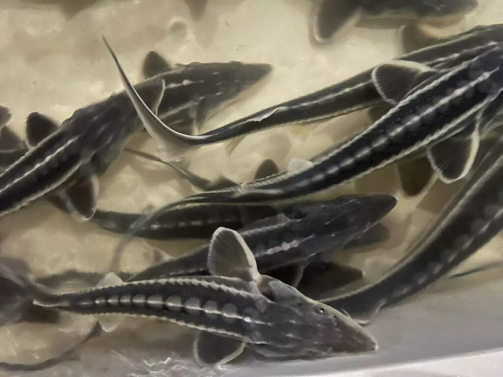 Фотография продукта Малек осетра ленка