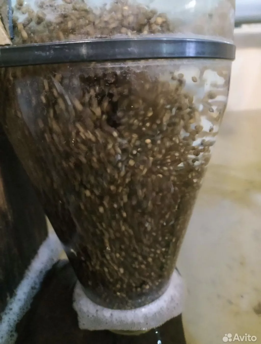 Фотография продукта Малек осетра ленка