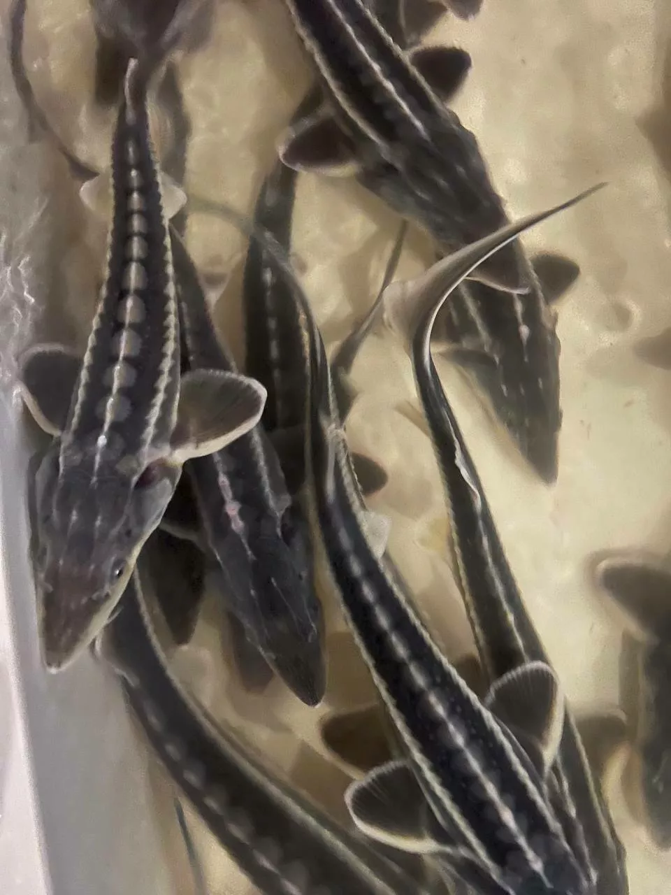 фотография продукта Малек осетра ролик подрощенный  