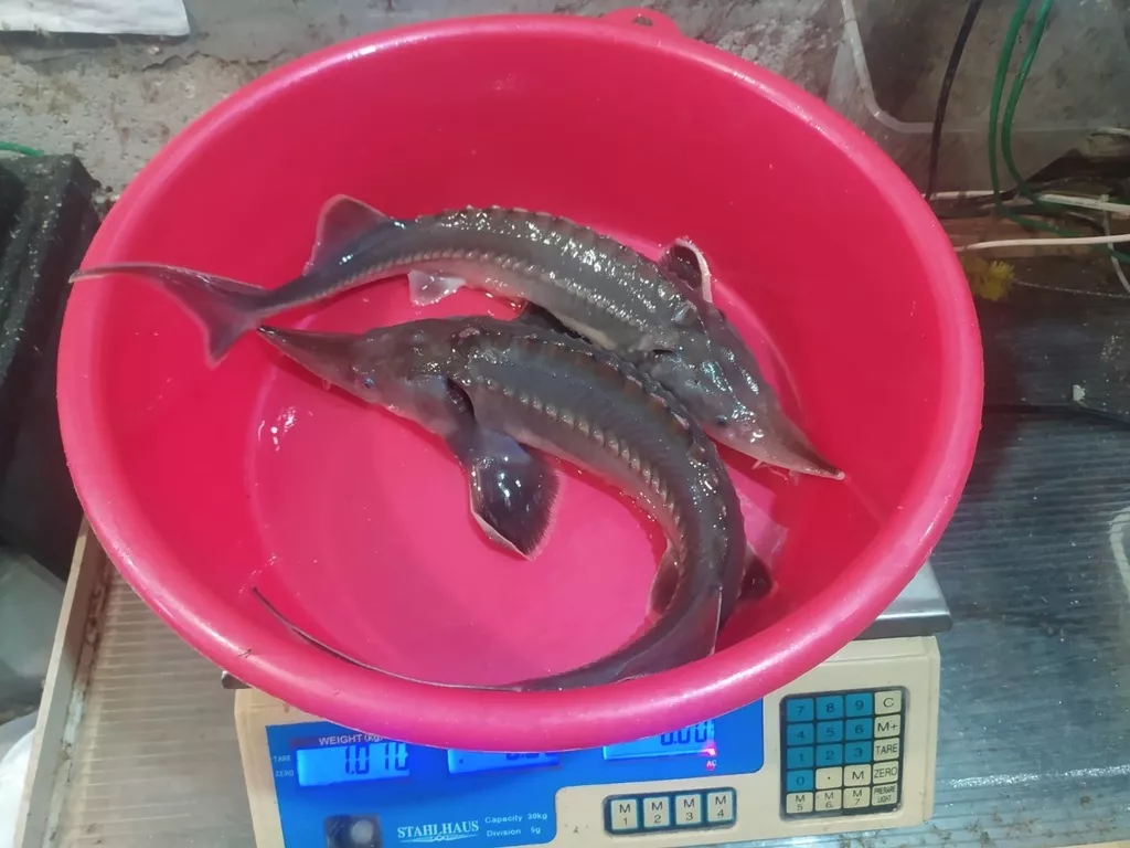 Фотография продукта Осетр порционный