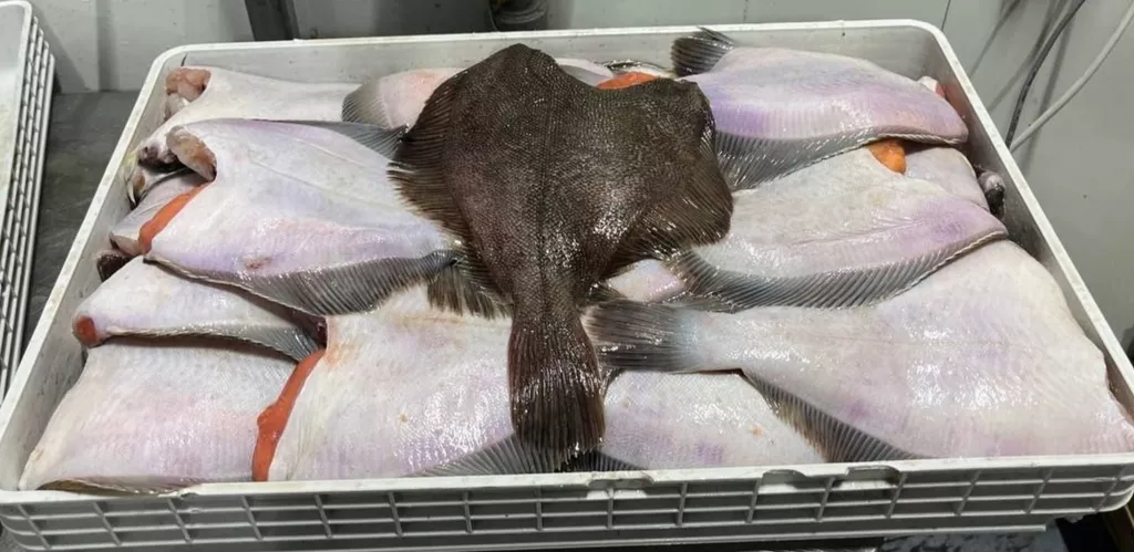 Фотография продукта Камбала бб бг икряная размер m и s