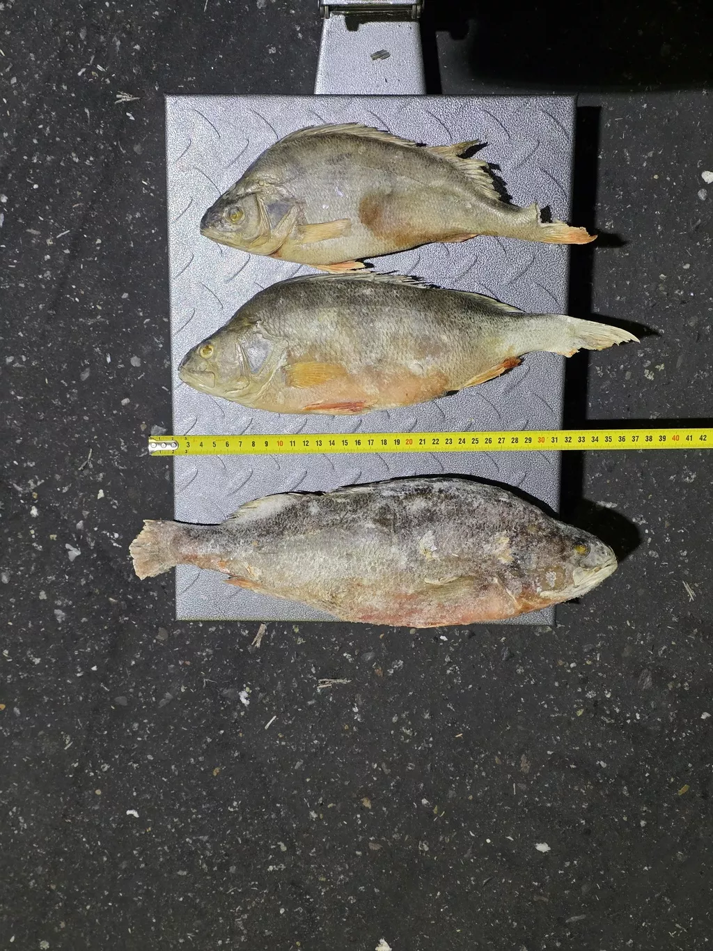 фотография продукта Окунь 300г-900г из янао