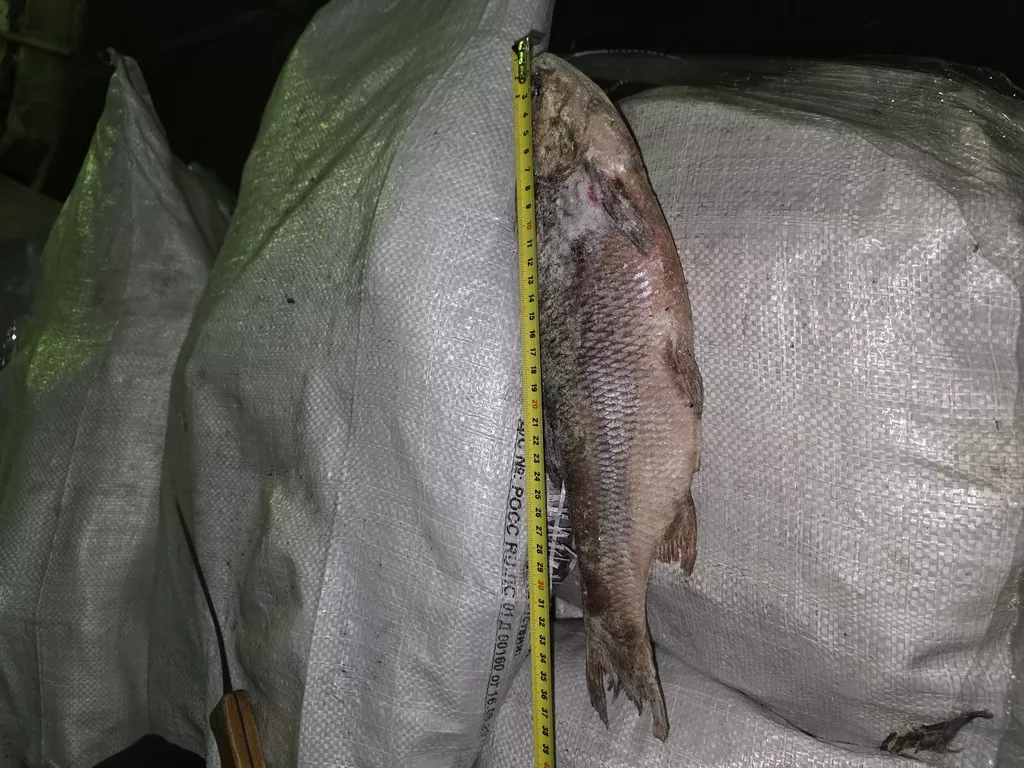 фотография продукта Язь 500г-800г с/м из янао