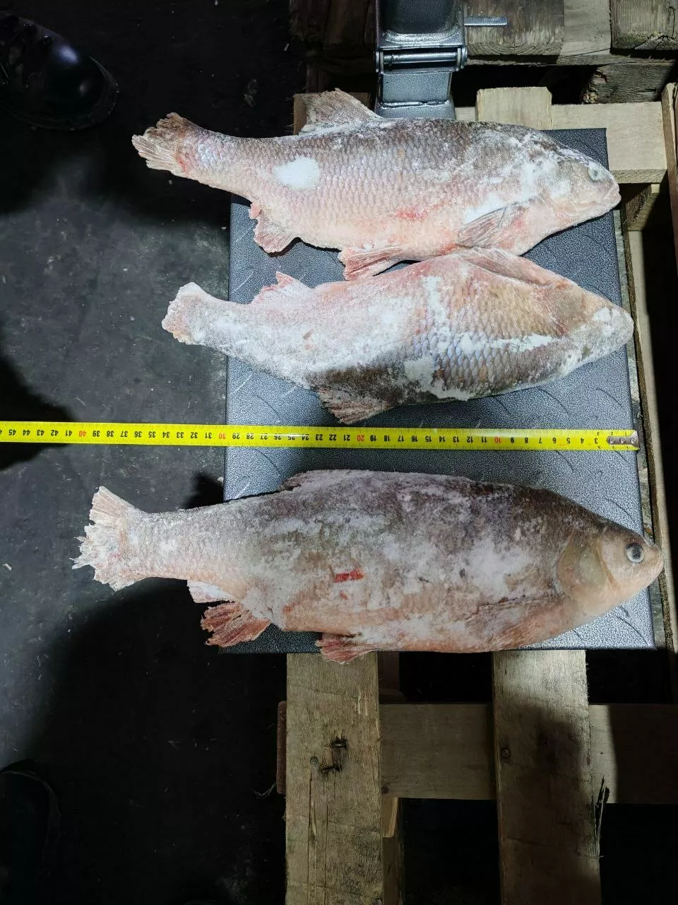 фотография продукта Язь 1300г в плюсе с/м из янао