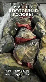 фотография продукта Головы лососевых. крупным оптом