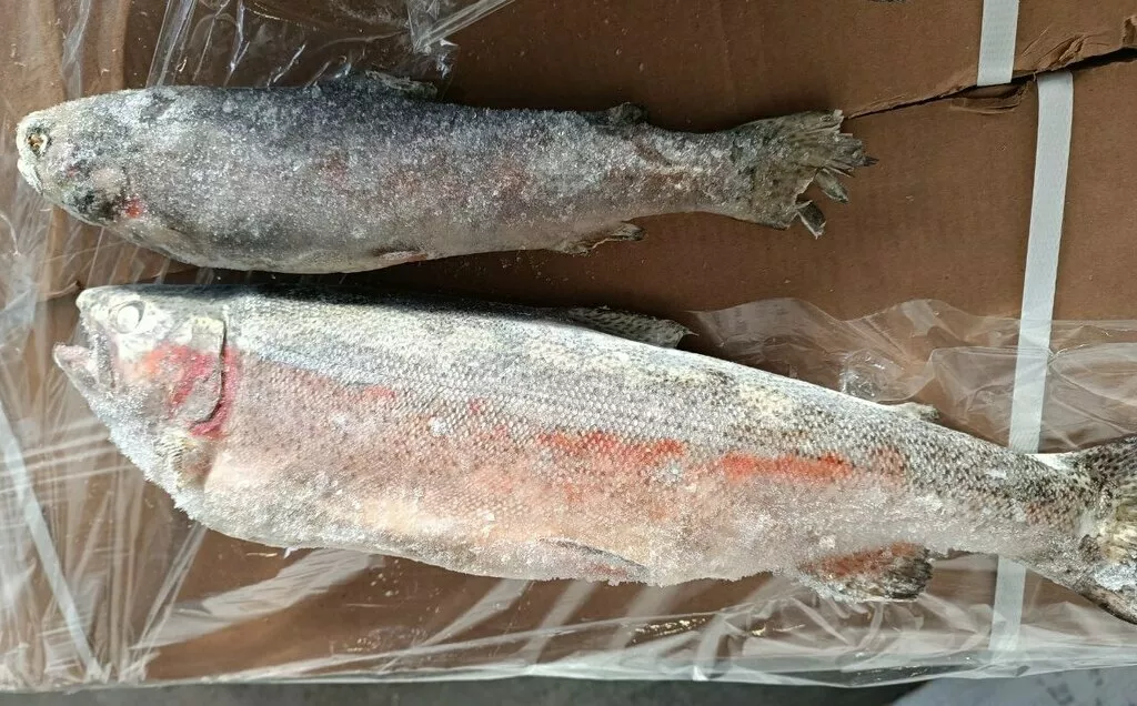 фотография продукта Форель псг 300... 