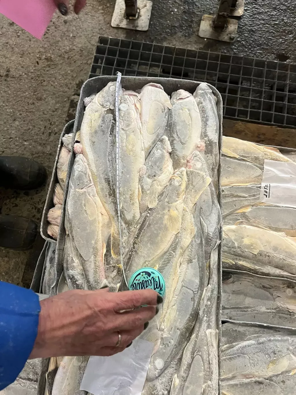 Фотография продукта Навага мороженная не разделанная