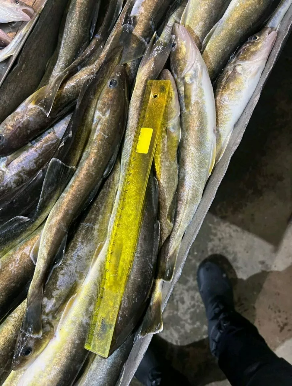 фотография продукта Навага 25-35  