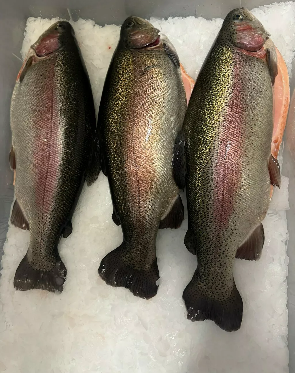 Фотография продукта Форель радужная охлажденная псг, нр 2/3