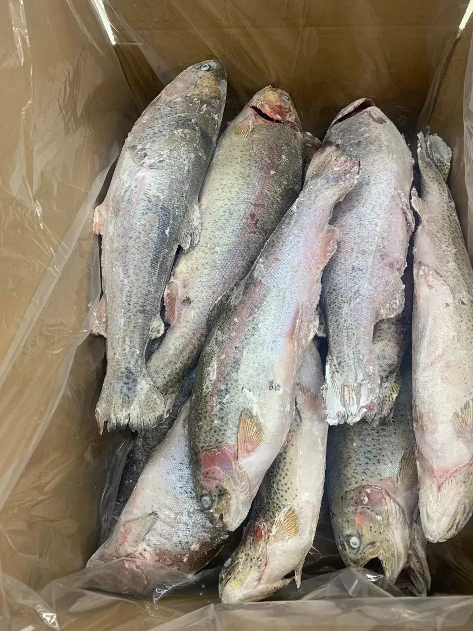 фотография продукта Форель радужная нр 0,8-1,2